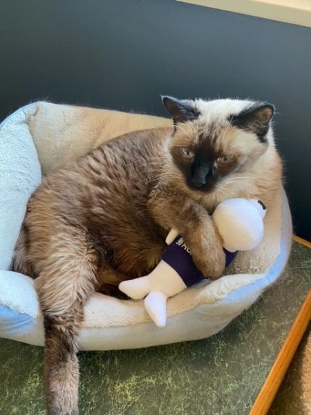Pudding lays in her bed snuggling her seal. One of her legs is outside the bed and she's got one paw wrapped around her seal 
