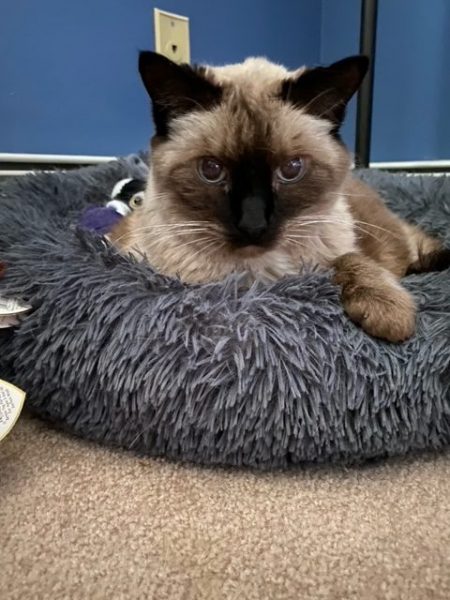 Pudding lays in her bed and stares at the camera intently