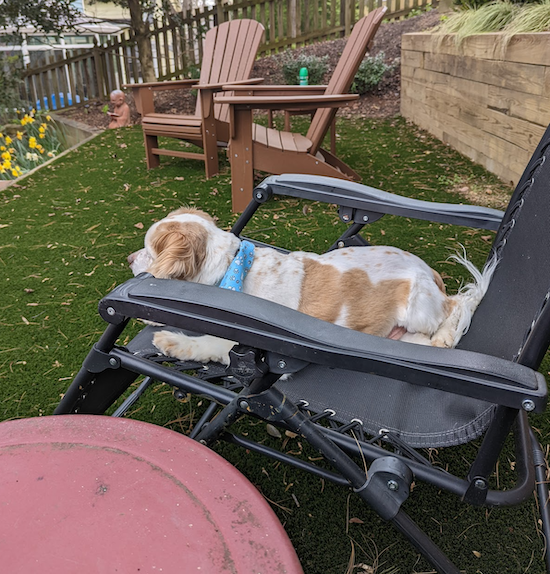 my brown and white dog Zeb who is a cocker spaniel cavalier mix sitting in our anti gravity chair in our yard