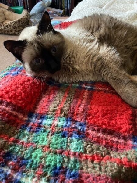 Pudding lays on a blanket and looks excited for steak.