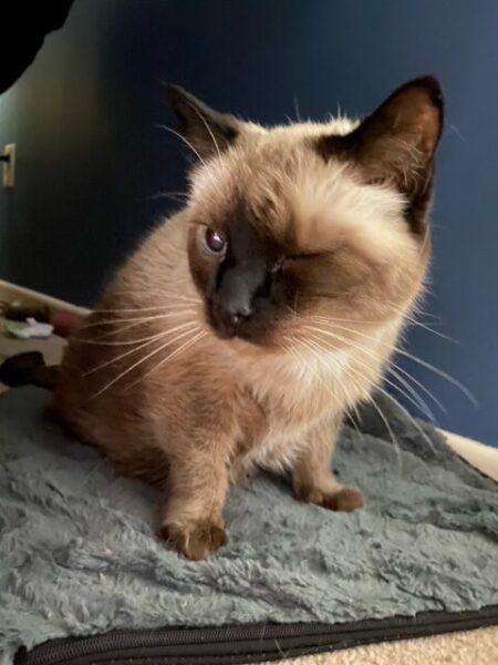 Pudding winks at the camera