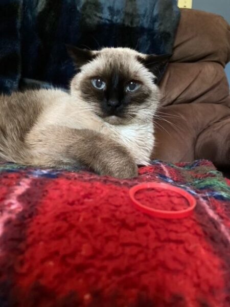 Pudding glares