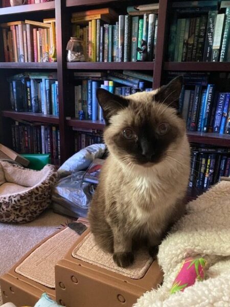 Pudding sits on her pet steps in front of our bookcase
