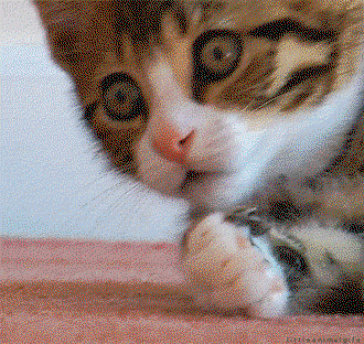 A kitten gasps