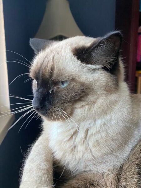 Pudding does an epic scowl
