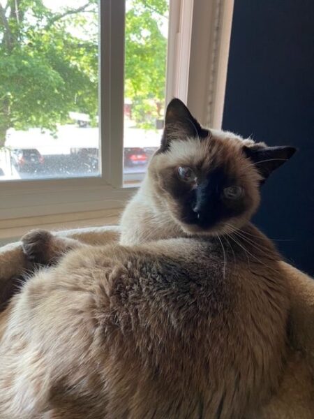 Pudding looks out her window