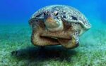a sea turtle with its arms folded like it is saying NOPE.
