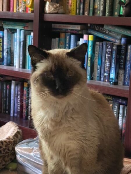 Pudding sits in front of some bookshelves looking incredulous