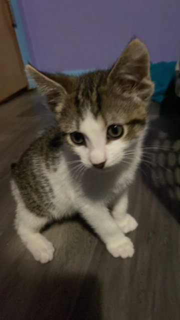 Radar, a kitten with giant ears, poses for the camera