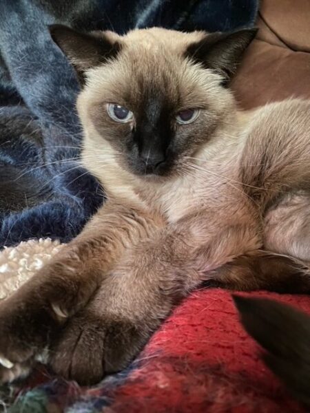 Pudding, sprawled out on her collection of fuzzy blankets, stares at me