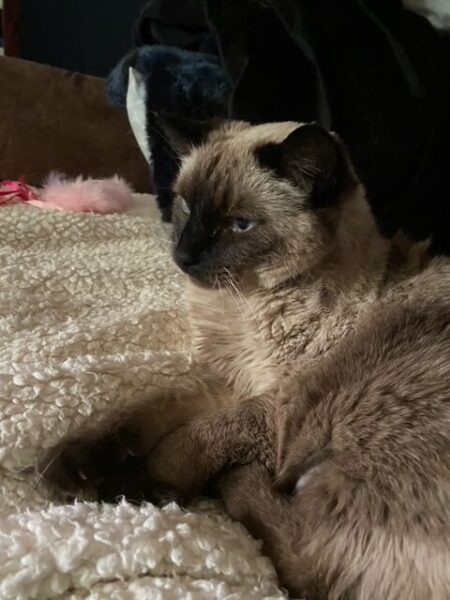 Pudding looks resigned