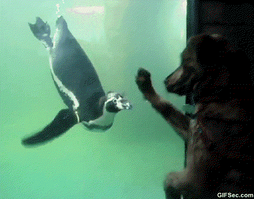 A doc scratches at the glass of a penguin enclosure tank while a penguin flaps its wings at the dog from in the water