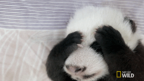 a baby panda rubs its face