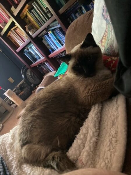 Pudding naps on her soft blankie and catnip kicker