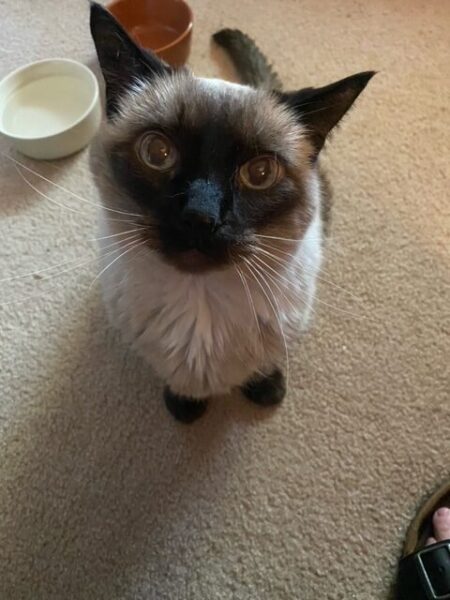 Pudding looks up at the camera