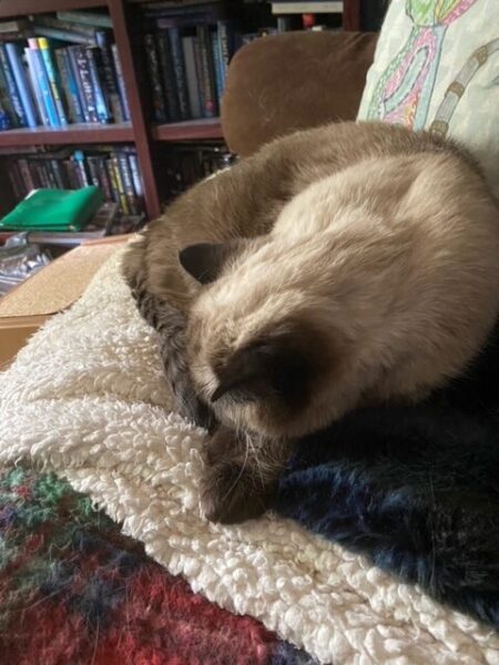 Pudding is curled up and sleeping