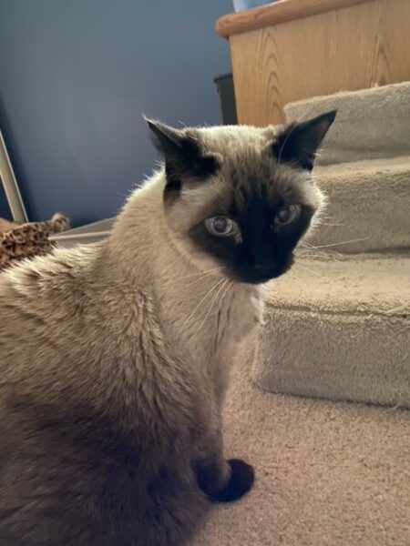 Pudding looks dismayed