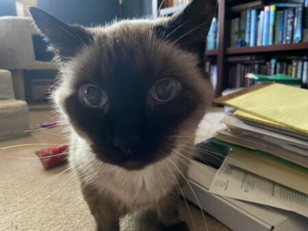 Pudding looks at the camera with big eyes