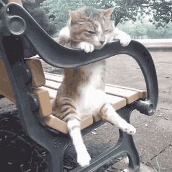 A cat dozes on a park bench