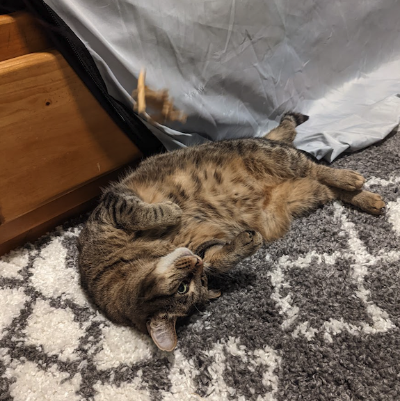 Katie plays with her favorite toy and has her feet in the air and her head upside down on the grey and white rug 