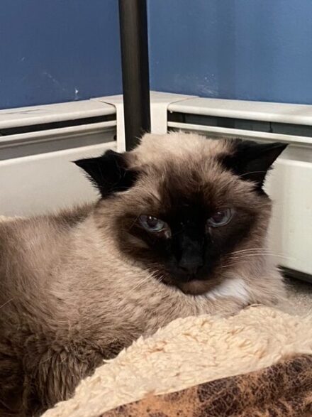 Pudding scowls. she is a blue eyed siamese sitting on a beige furry blanket against a blue wall with baseboard heating directly behind her