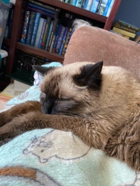 Pudding is asleep with her front paws draped out in front of her