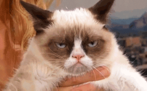 Grumpy cat is annoyed