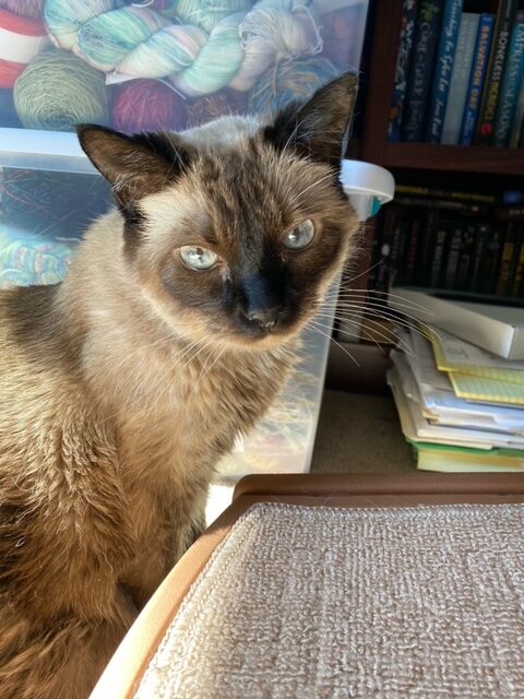 My Siamese cat Pudding sits by her pet steps