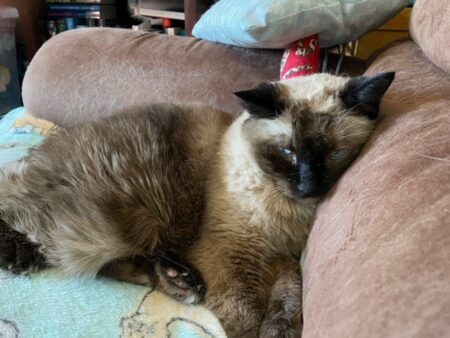 Pudding sleeps with her face against the back of the love seat.