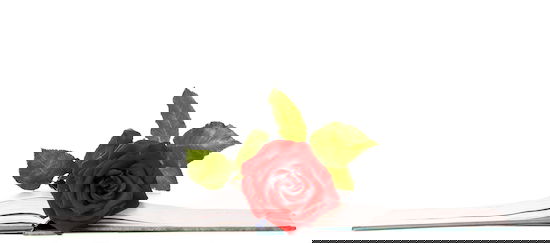 Red Rose in Between Book Pages isolated white background