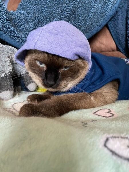 Pudding has on a little sweatshirt with the hood pulled up. She's glaring at me.