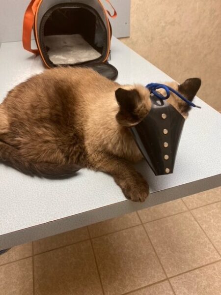Pudding sits on the vet's exam table wearing a black muzzle