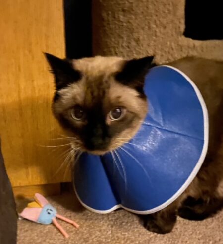 Pudding is wearing a blue cone collar