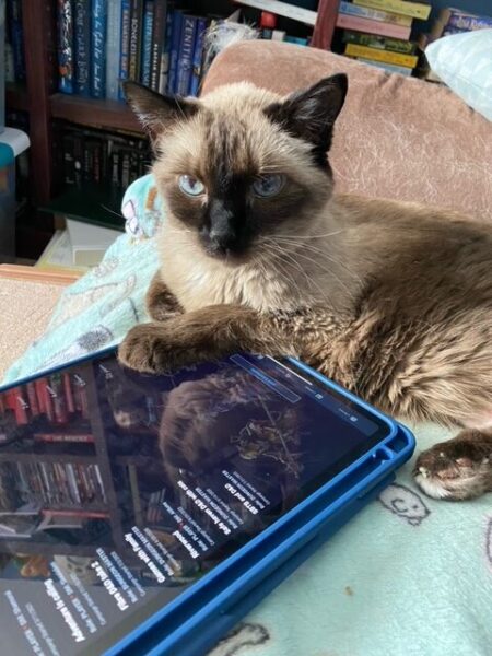 Pudding lays in front of an open iPad