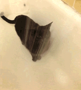 a cat stands in the shower and licks the water