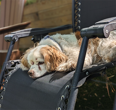 Zeb, a brown and white cocker cavalier mix is on a gravity chair having a rest. he has little old man warts on his forehead and is a very very good dog