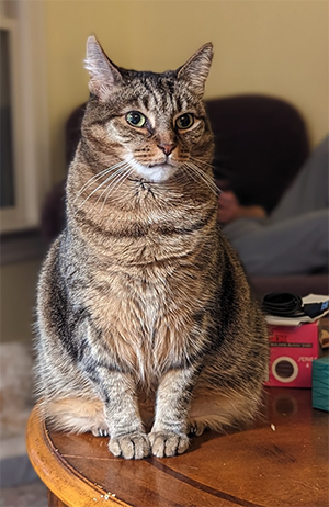 a grey and black tabby cat sits imperiously on a brown table and is very unimpressed with everyone