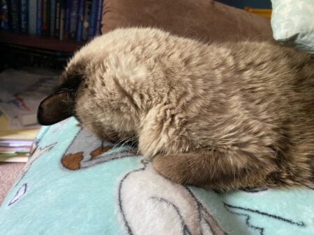 Pudding lays with her face smushed down into a blanket