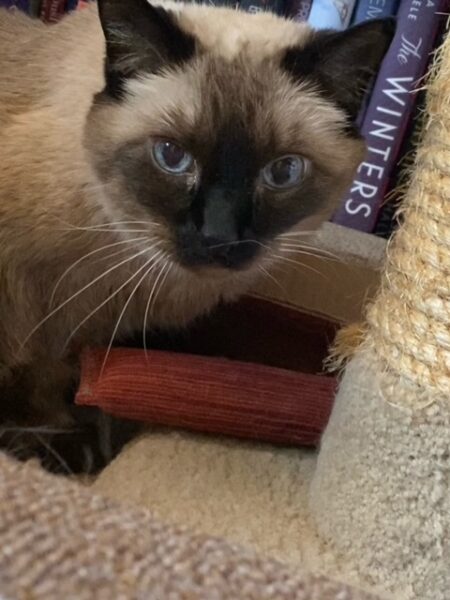 Pudding stands in front of the bookcase, looking beautiful