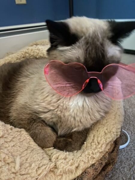 Pudding wears a pair of pink heart shaped sunglasses. Yes she slapped me for this but it was worth it.