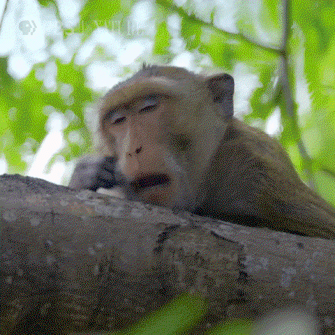 a cute monkey yawns
