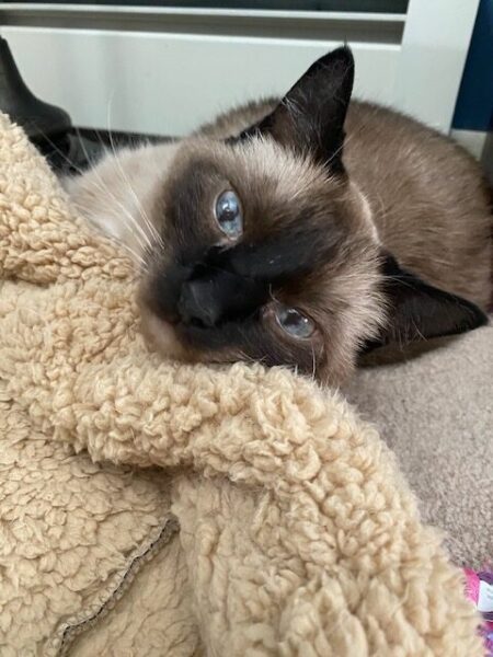 A photo of Pudding with her chin on her bed. Her eyes are a very light blue and her siamese points are a deep brown almost black.