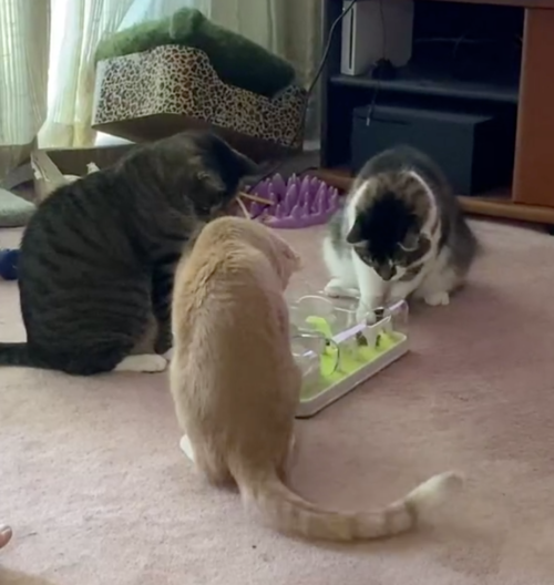 Fisher, Dewey and Chips all trying to get cat food out of the puzzle toy