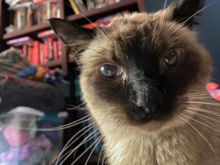 Pudding looks at the camera. She's very beautiful.