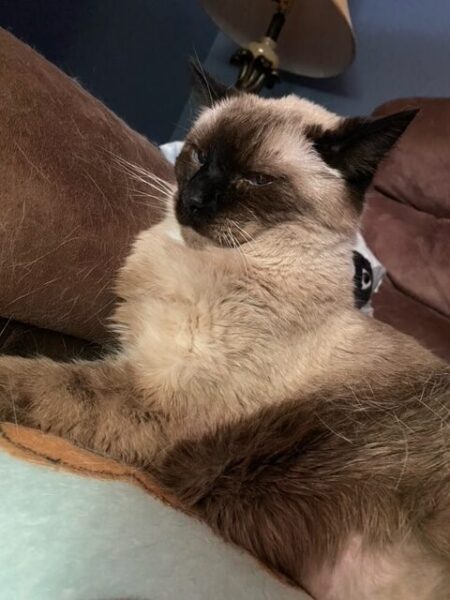 Pudding does stink face