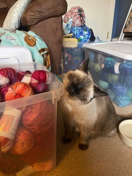 Pudding rubs her cheek on a tote of yarn, eyes closed in bliss