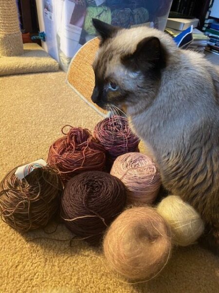 Pudding sits by several skeins of yarn