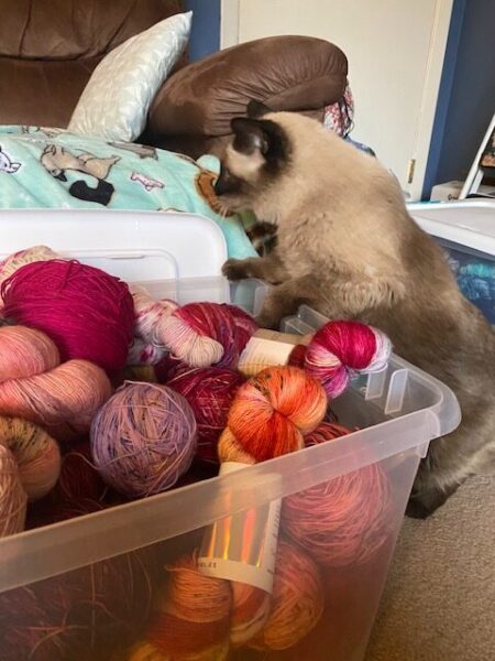 Pudding climbs into a tote of yarn