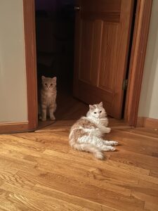 Toast, a light tan fluffy cat, sits in a doorway with big eyes while Linus, a cream and tan massive fluff ball, lounges in the doorway