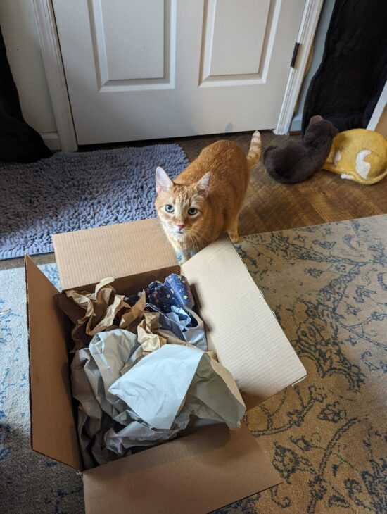 A box on the floor of my office with my orange ginger cat Wilbur looking up at me like what's this for